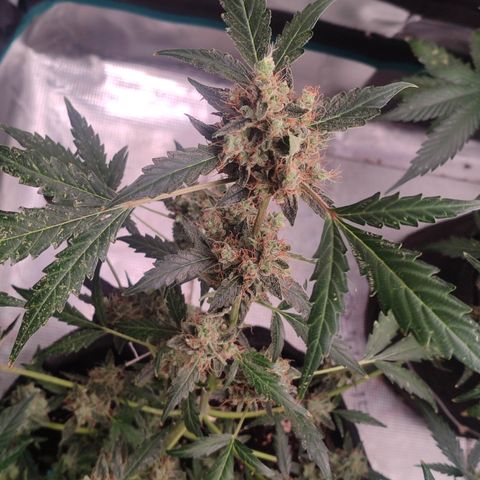 Royal Gorilla growlog timeline photo