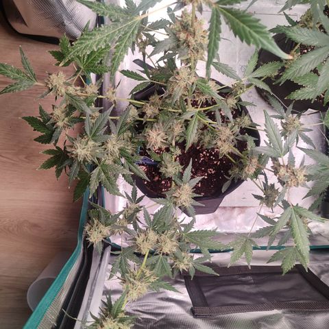 Royal Gorilla growlog timeline photo