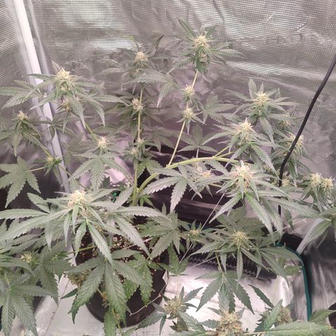 Cream Candy x Gorilla Zkittlez x Ruderalis growlog timeline photo