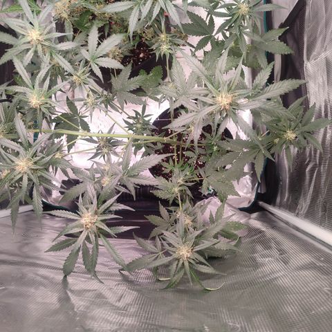Cream Candy x Gorilla Zkittlez x Ruderalis growlog timeline photo