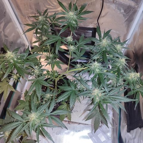 Cream Candy x Gorilla Zkittlez x Ruderalis growlog timeline photo