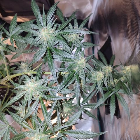 Cream Candy x Gorilla Zkittlez x Ruderalis growlog timeline photo