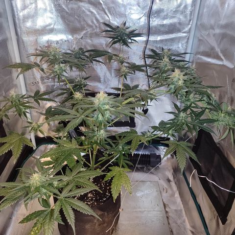 Cream Candy x Gorilla Zkittlez x Ruderalis growlog timeline photo