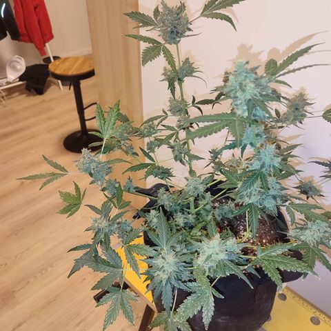 Royal Gorilla growlog timeline photo