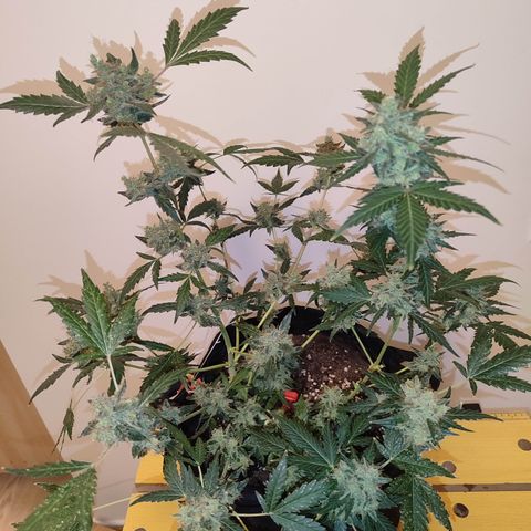 Royal Gorilla growlog timeline photo