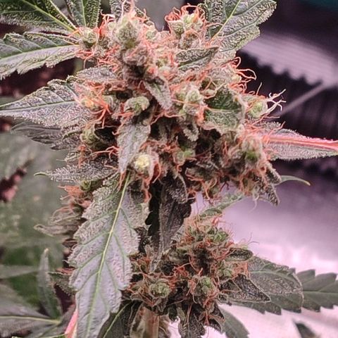 Royal Gorilla growlog timeline photo