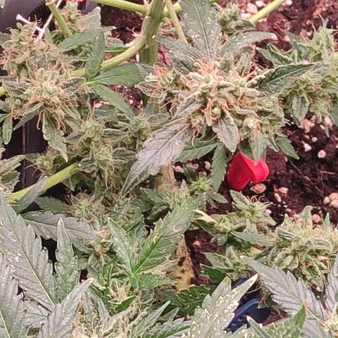 Royal Gorilla growlog timeline photo