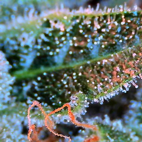 Royal Gorilla growlog timeline photo