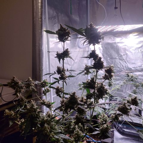Royal Gorilla growlog timeline photo