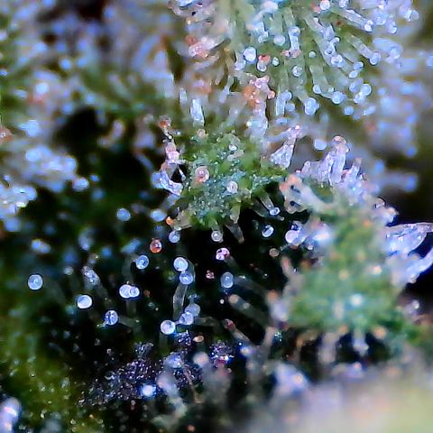 Royal Gorilla growlog timeline photo