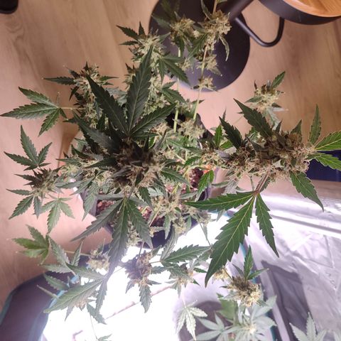 Royal Gorilla growlog timeline photo