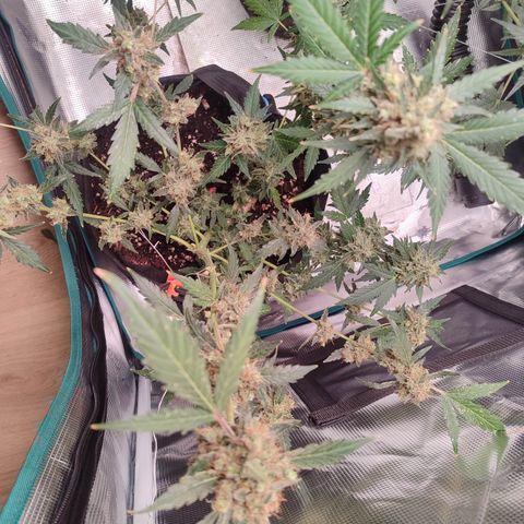 Royal Gorilla growlog timeline photo