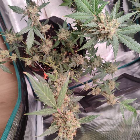 Royal Gorilla growlog timeline photo