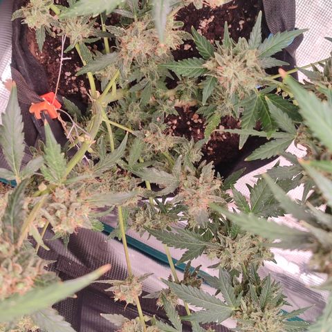 Royal Gorilla growlog timeline photo