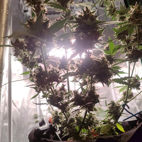 Royal Gorilla growlog timeline photo