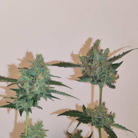 Royal Gorilla growlog timeline photo