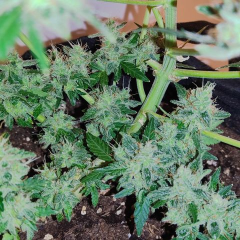 Royal Gorilla growlog timeline photo