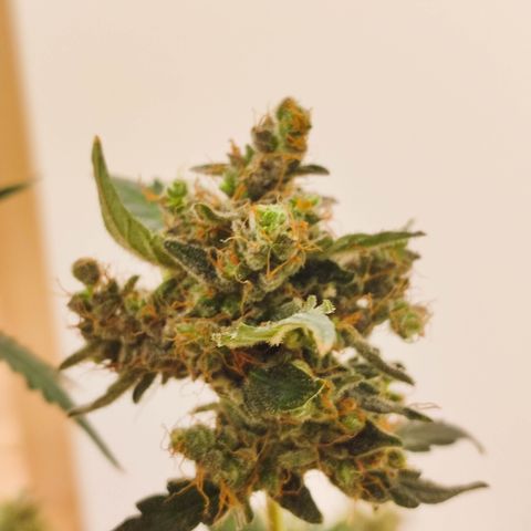Royal Gorilla growlog timeline photo