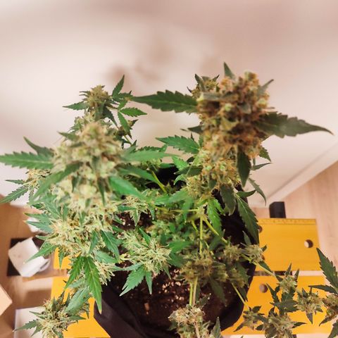 Royal Gorilla growlog timeline photo