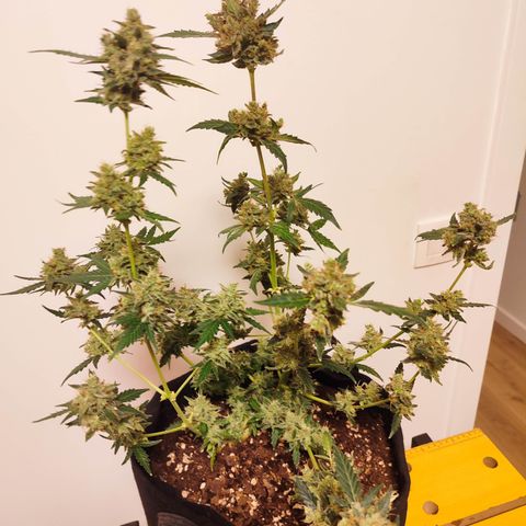 Royal Gorilla growlog timeline photo