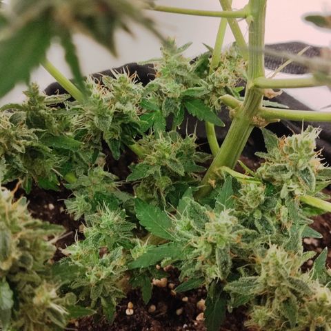 Royal Gorilla growlog timeline photo