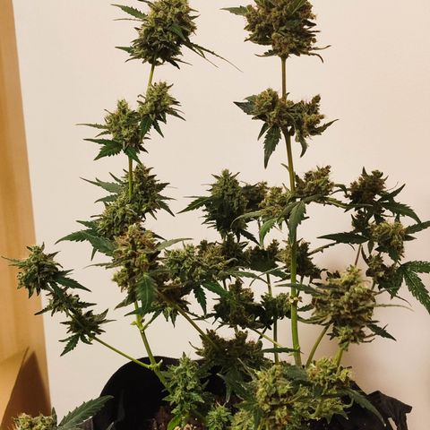 Royal Gorilla growlog timeline photo