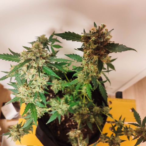 Royal Gorilla growlog timeline photo