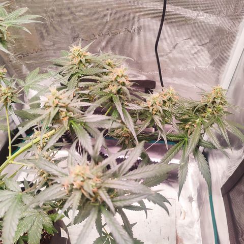 Cream Candy x Gorilla Zkittlez x Ruderalis growlog timeline photo