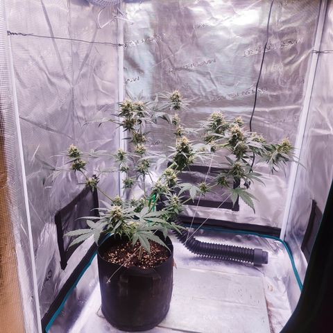 Cream Candy x Gorilla Zkittlez x Ruderalis growlog timeline photo