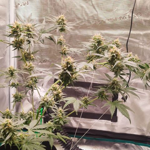 Cream Candy x Gorilla Zkittlez x Ruderalis growlog timeline photo