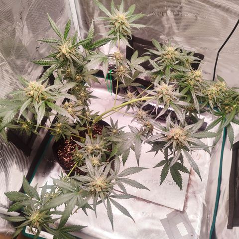 Cream Candy x Gorilla Zkittlez x Ruderalis growlog timeline photo