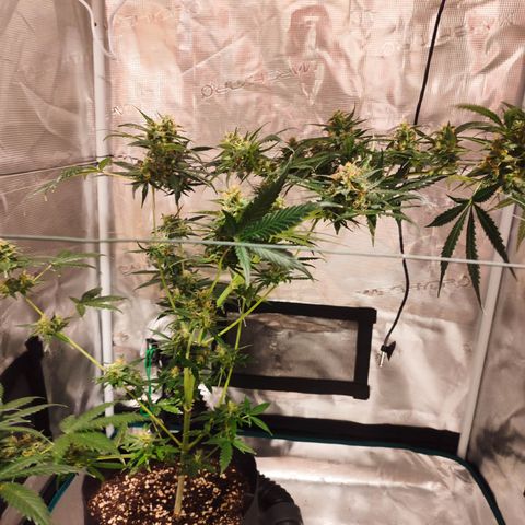 Cream Candy x Gorilla Zkittlez x Ruderalis growlog timeline photo