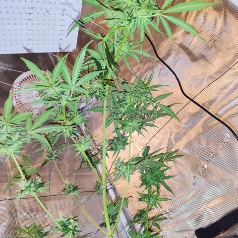 Cream Candy x Gorilla Zkittlez x Ruderalis growlog timeline photo