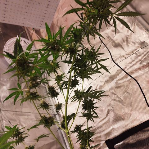 Cream Candy x Gorilla Zkittlez x Ruderalis growlog timeline photo