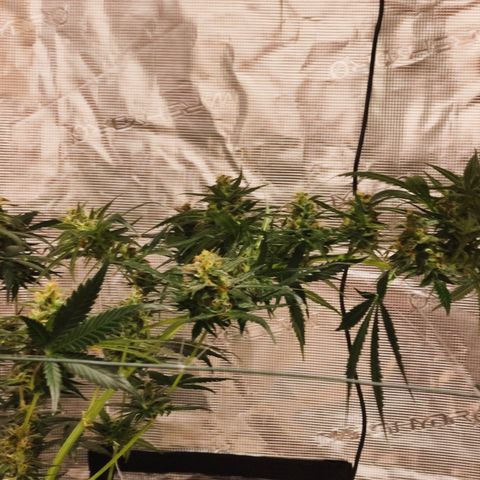 Cream Candy x Gorilla Zkittlez x Ruderalis growlog timeline photo