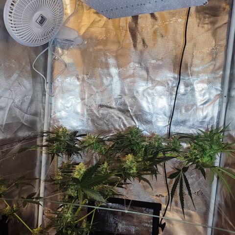 Cream Candy x Gorilla Zkittlez x Ruderalis growlog timeline photo