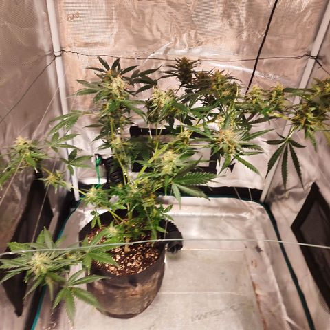 Cream Candy x Gorilla Zkittlez x Ruderalis growlog timeline photo