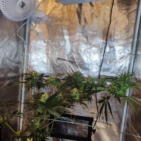 Cream Candy x Gorilla Zkittlez x Ruderalis growlog timeline photo