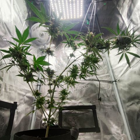 Cream Candy x Gorilla Zkittlez x Ruderalis growlog timeline photo