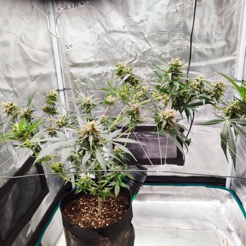 Cream Candy x Gorilla Zkittlez x Ruderalis growlog timeline photo