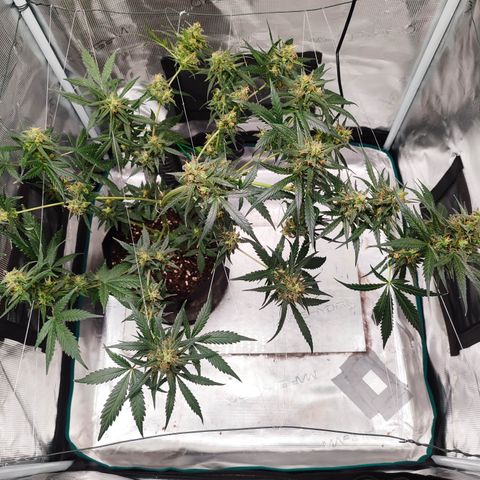 Cream Candy x Gorilla Zkittlez x Ruderalis growlog timeline photo