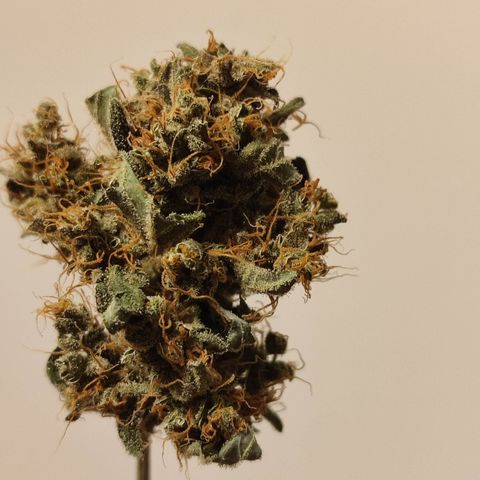 Royal Gorilla growlog timeline photo