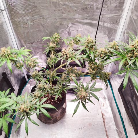 Cream Candy x Gorilla Zkittlez x Ruderalis growlog timeline photo