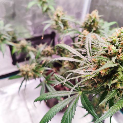 Cream Candy x Gorilla Zkittlez x Ruderalis growlog timeline photo