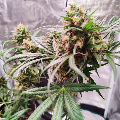 Cream Candy x Gorilla Zkittlez x Ruderalis growlog timeline photo