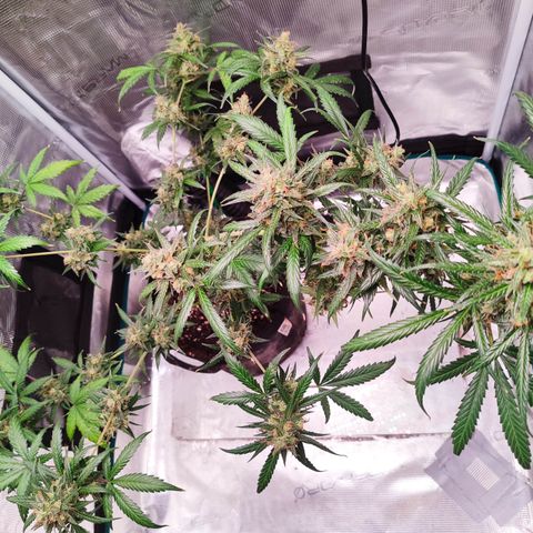 Cream Candy x Gorilla Zkittlez x Ruderalis growlog timeline photo