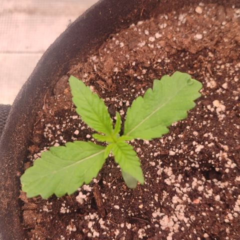 SUPER LEMON HAZE auto growlog timeline photo