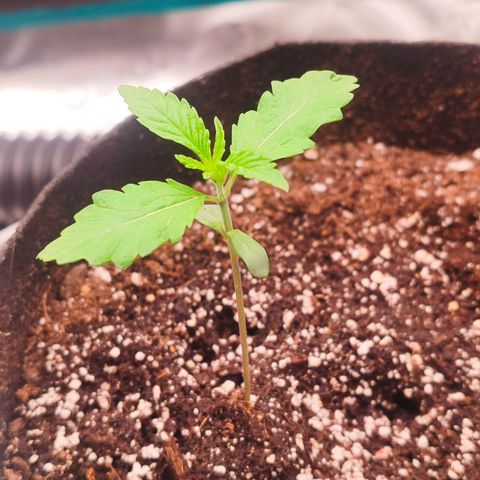 SUPER LEMON HAZE auto growlog timeline photo