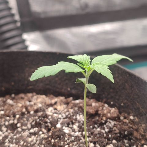 Green Gelato growlog timeline photo