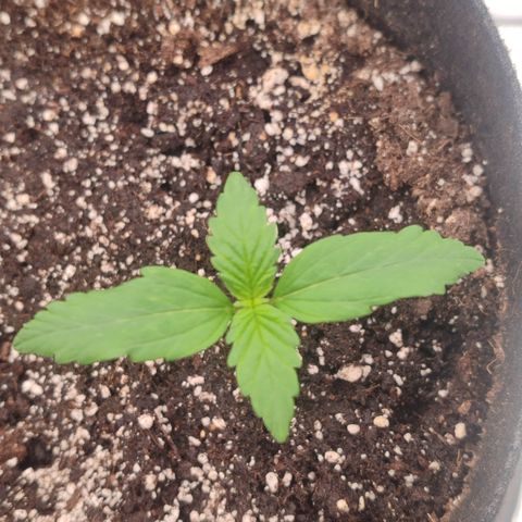 Green Gelato growlog timeline photo